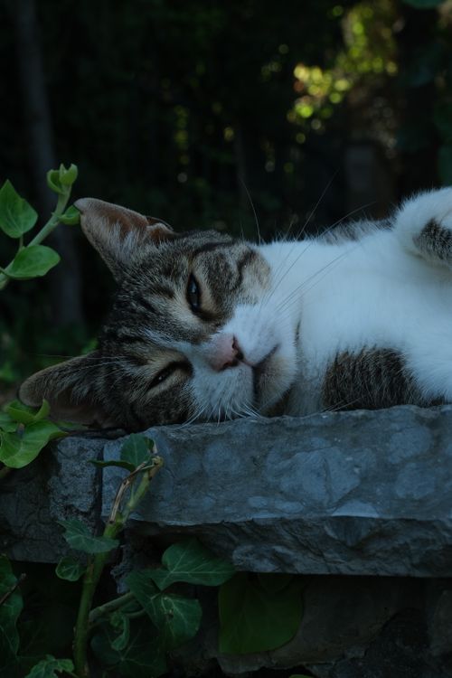 Free A serene tabby cat relaxing on stone, surrounded by lush greenery in a peaceful garden setting. Stock Photo