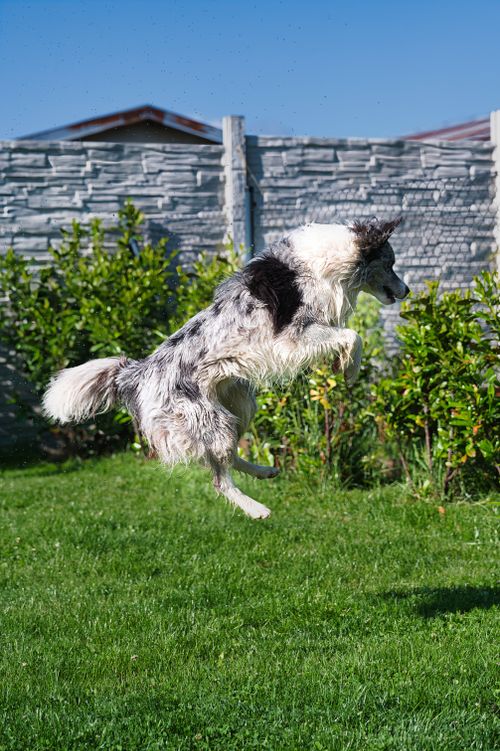 Free A playful border collie leaps with joy in a lush backyard garden on a sunny day. Stock Photo