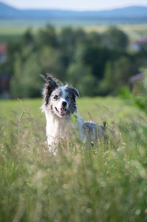 Free Joyful Border Collie enjoying a run in a green field in Poprad, Slovakia. Stock Photo