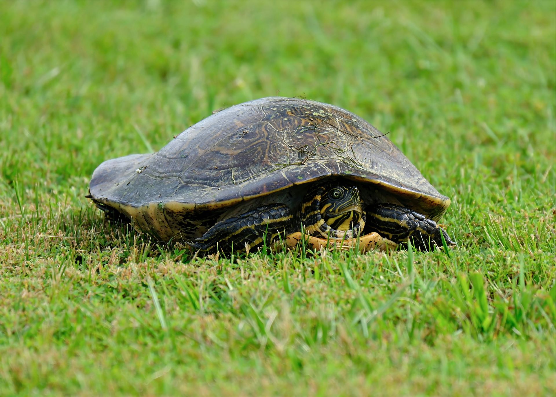 An Eastern Box Turtle camouflages with its shell in a grassy field, Decatur.