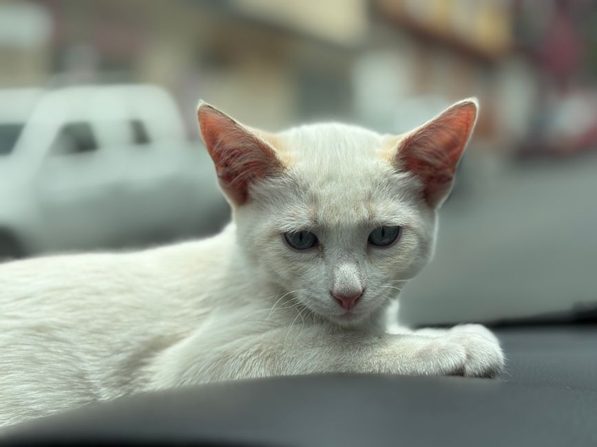 autonomous car lidar kitten