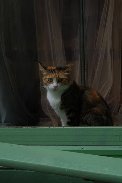 Free Charming calico cat sitting by a window framed by sheer curtains, creating a soft, tranquil scene. Stock Photo