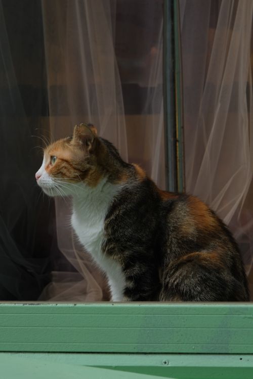 Free A calico cat sitting indoors, gazing intently out of a window with sheer curtains. Stock Photo