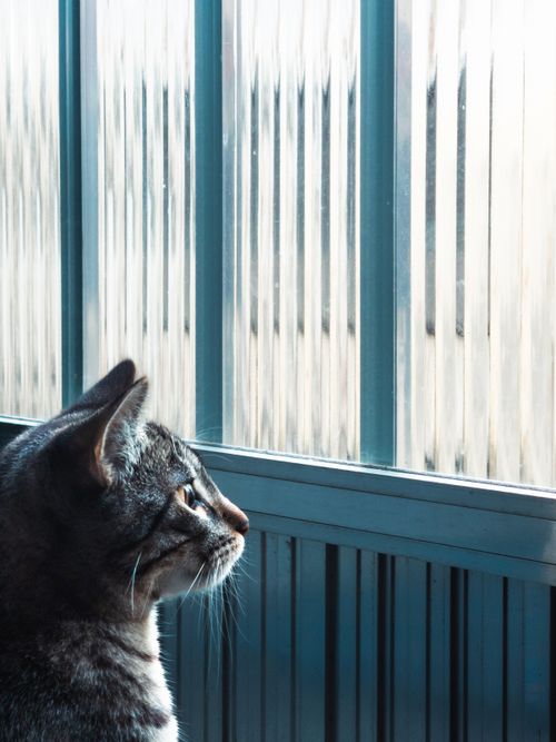 Free A tabby cat looks intently through a window, bathed in sunlight, creating a calm and serene scene. Stock Photo