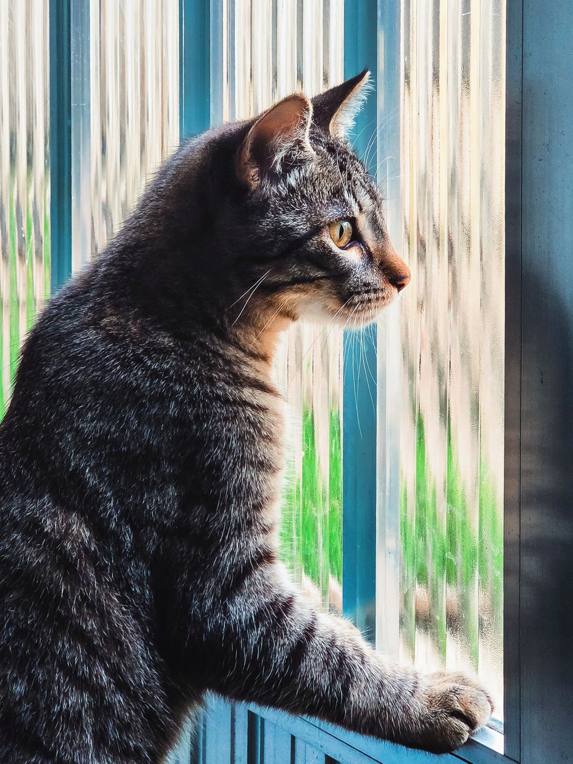 Curious Tabby Cat Gazing Out a Window · Free Stock Photo