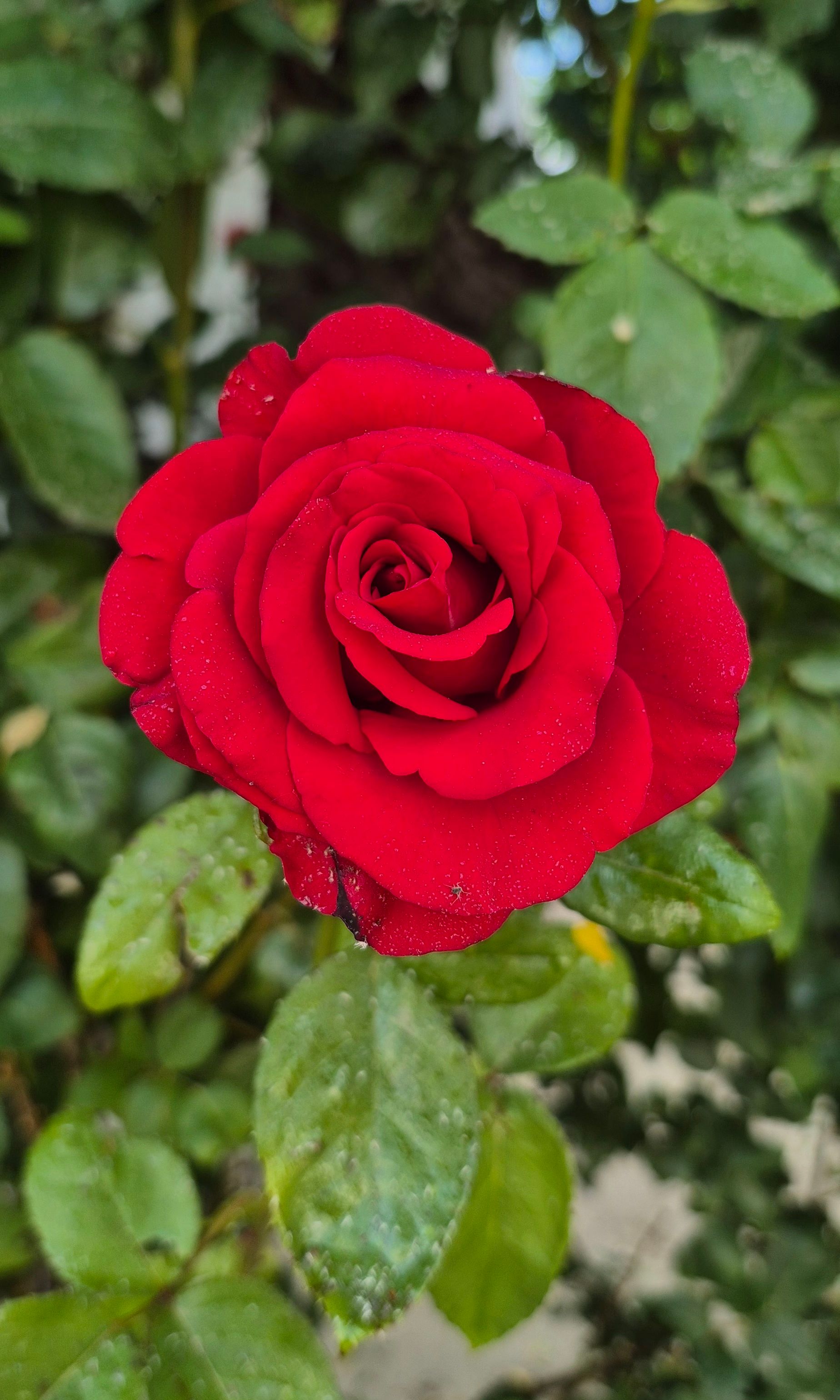 Vibrant red rose in full bloom, surrounded by lush green leaves, showcasing natural beauty.