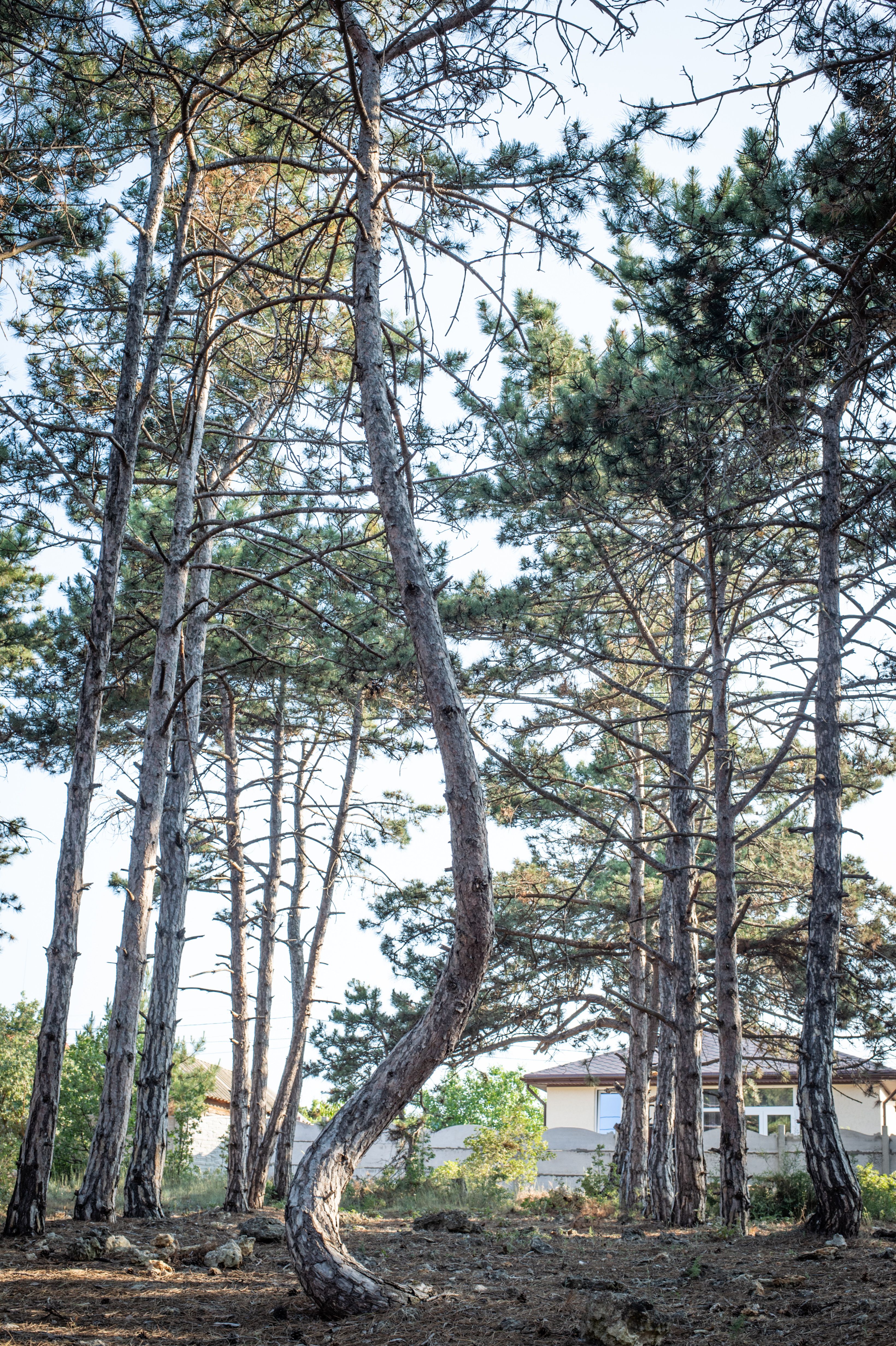 Tree with Big Brown Roots on Soil · Free Stock Photo