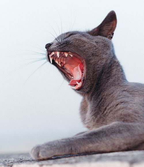 Free Close-up of a yawning grey cat against a clear sky in Tunisia, capturing its relaxed mood and sharp teeth. Stock Photo