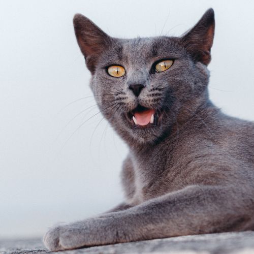Free A charming gray cat with striking yellow eyes relaxes outdoors, showcasing its playful nature. Stock Photo