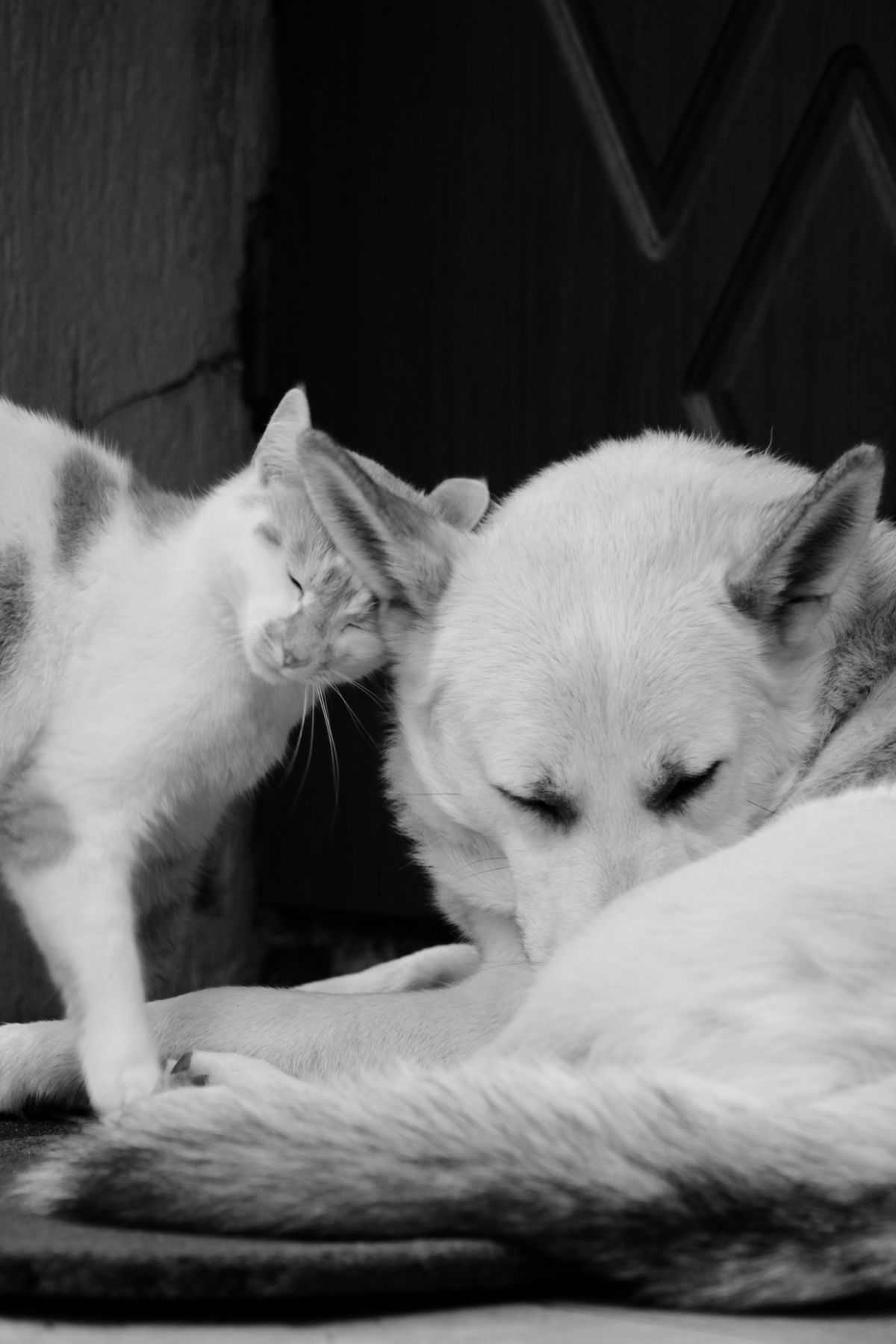 Stomach Gurgling Noises in Dogs and Cats: Normal or Not?