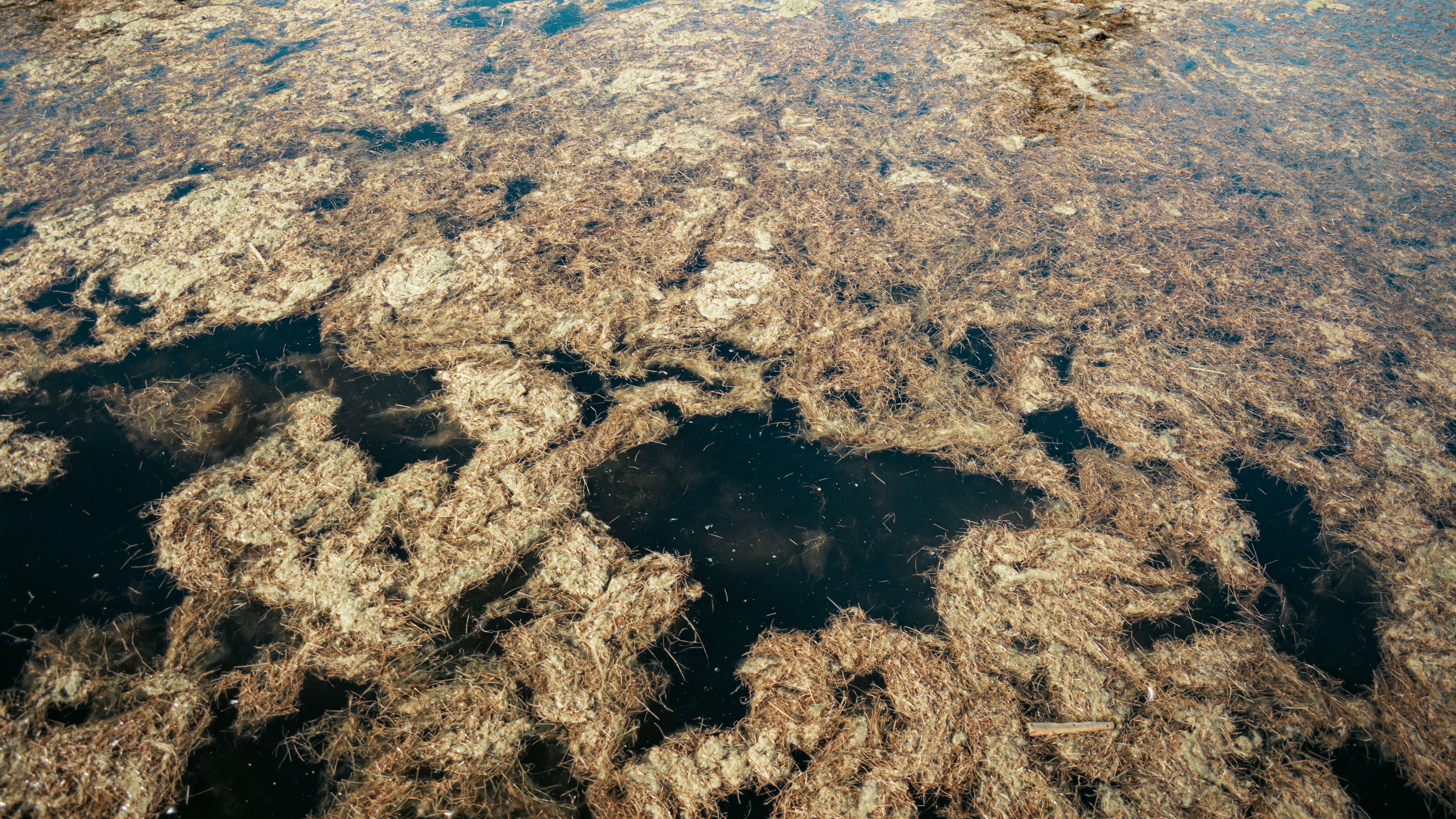 Close-up of floating plant debris on water in Buenos Aires, showcasing natural textures and patterns.