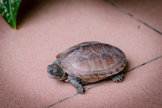 Close-up of a turtle resting on a pink tiled surface, creating a peaceful scene.