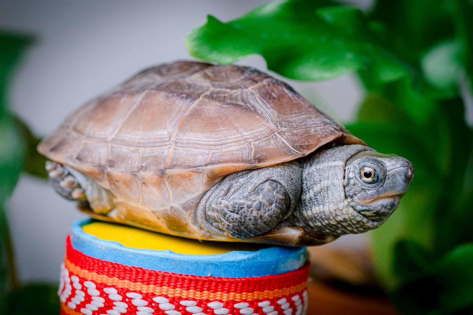 Detailed image of a turtle resting on a vibrant surface with plants in background.