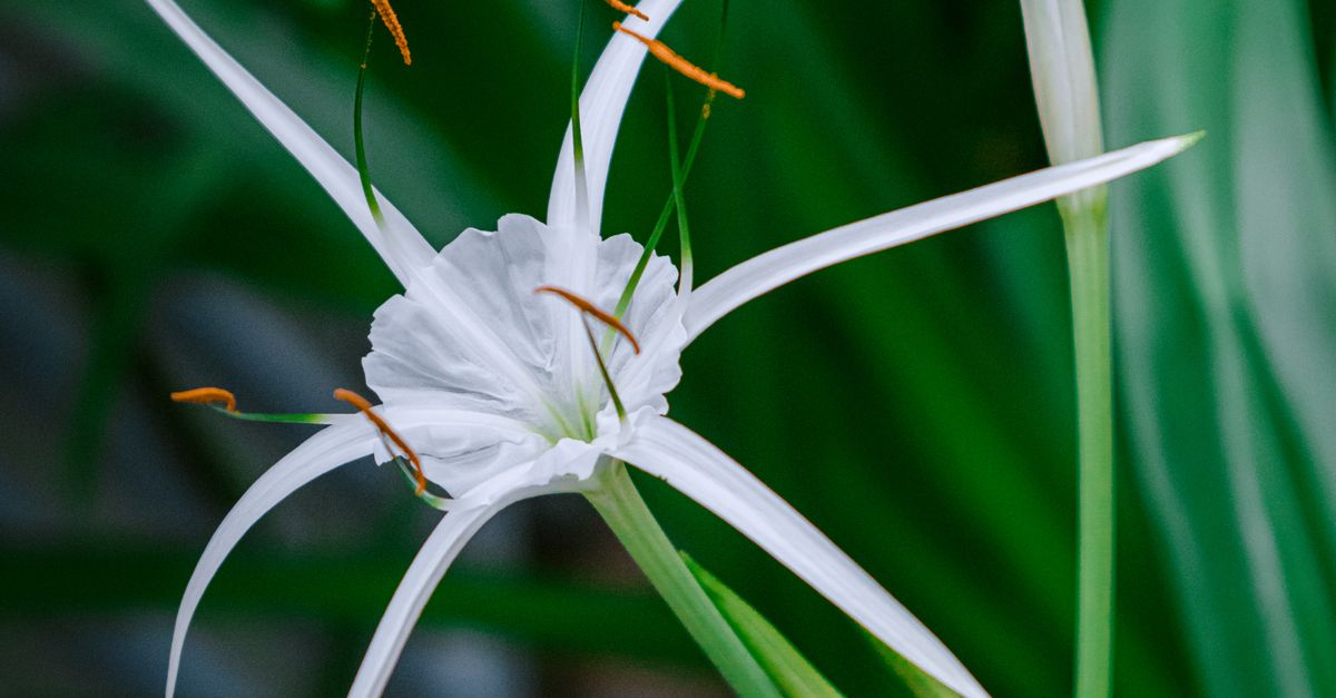 Spider Bloom Close-up of White Spider Lily Flower in Bloom · Free Stock Photo
