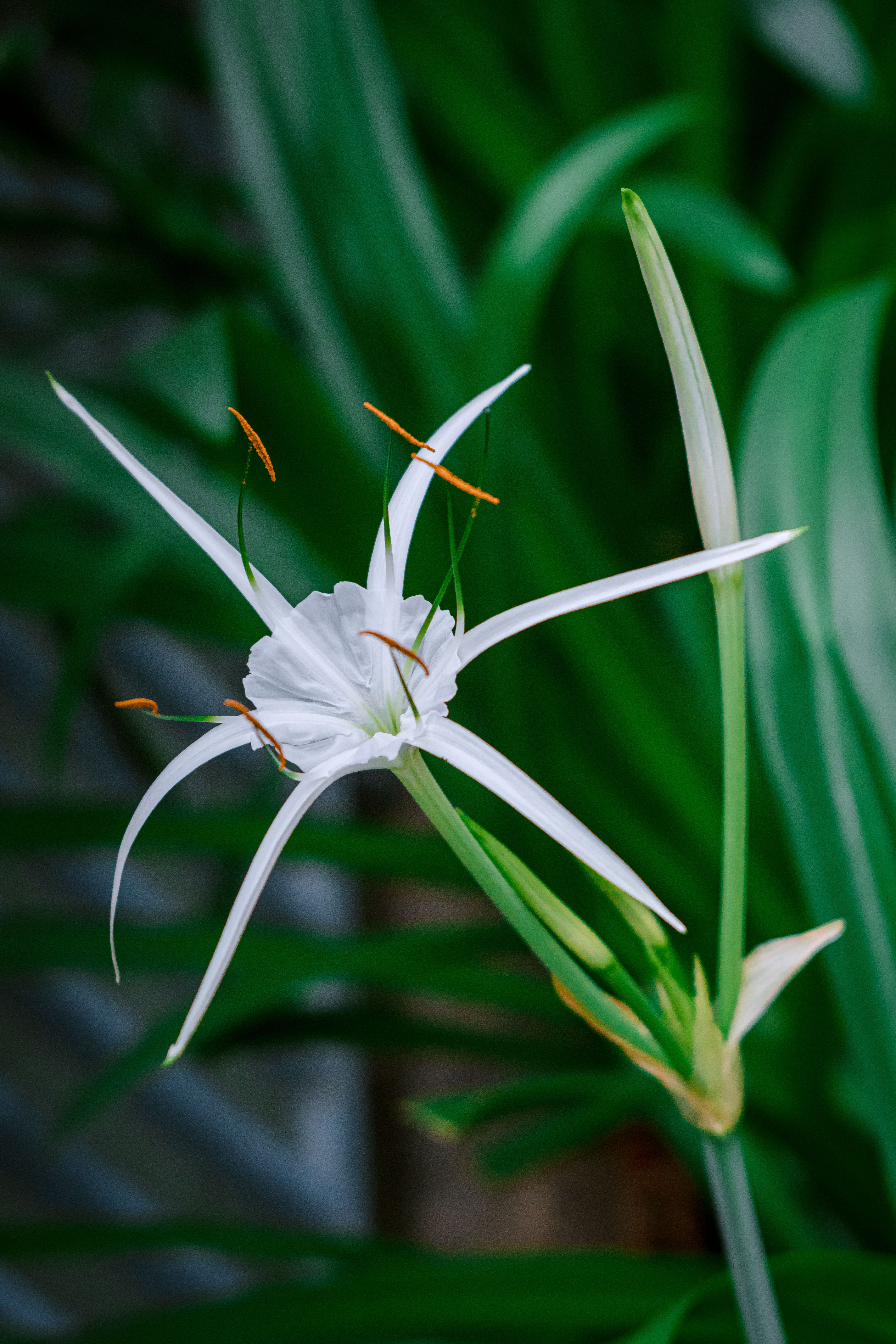 Spider Lily Bulb Photos, Download The BEST Free Spider Lily Bulb Stock  Photos & HD Images