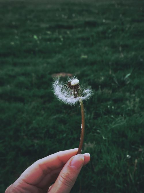 Free A single hand delicately holds a dandelion against a lush green field in a serene outdoor setting. Stock Photo