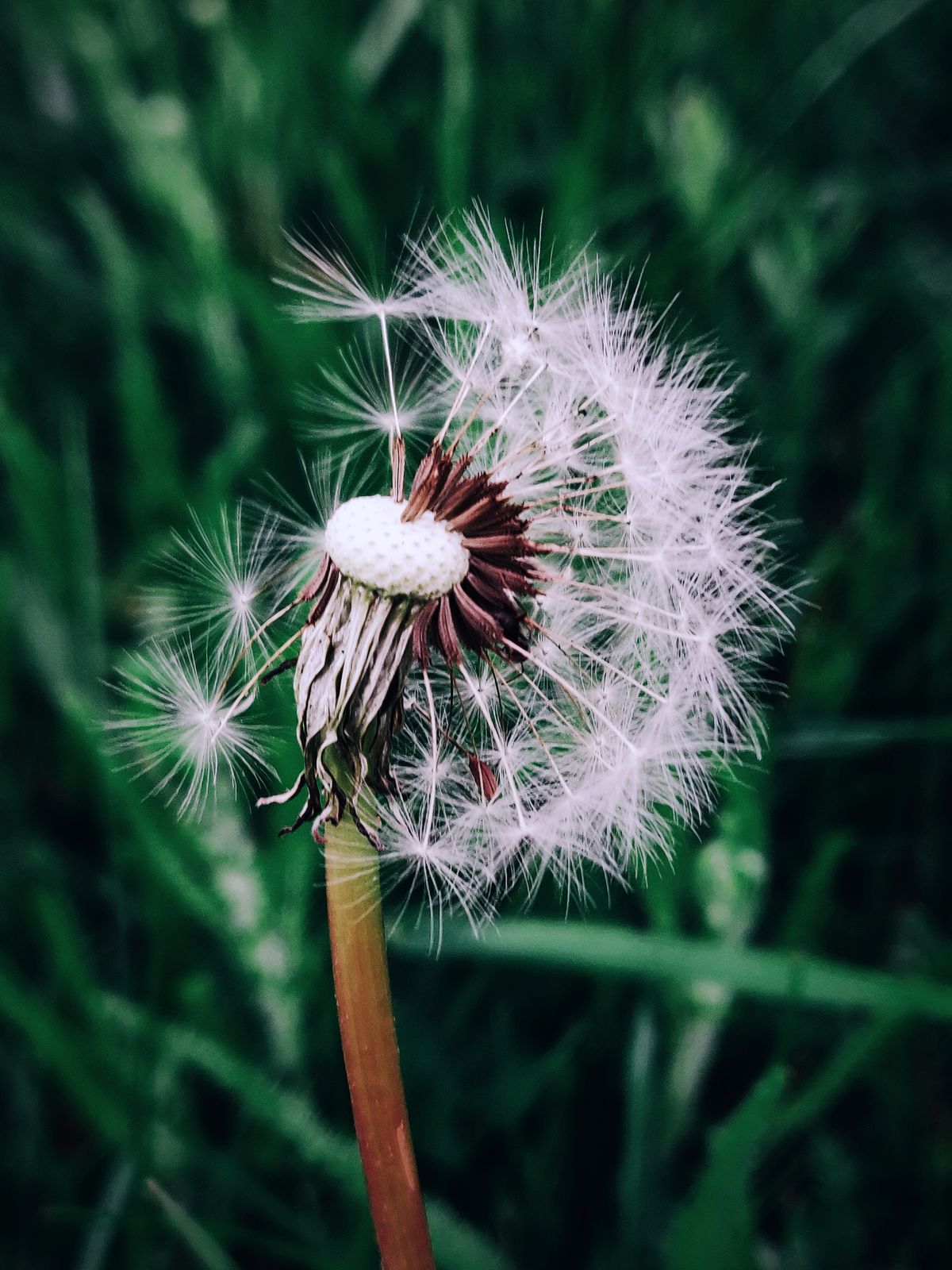 Present Perfect vs Past Simple: Guía y Diferencias