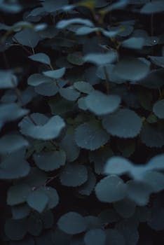 Close-up of lush green leaves with raindrops, creating a serene and moody atmosphere.
