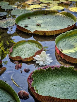 Victoria regia lilies float peacefully in a Rio de Janeiro pond.