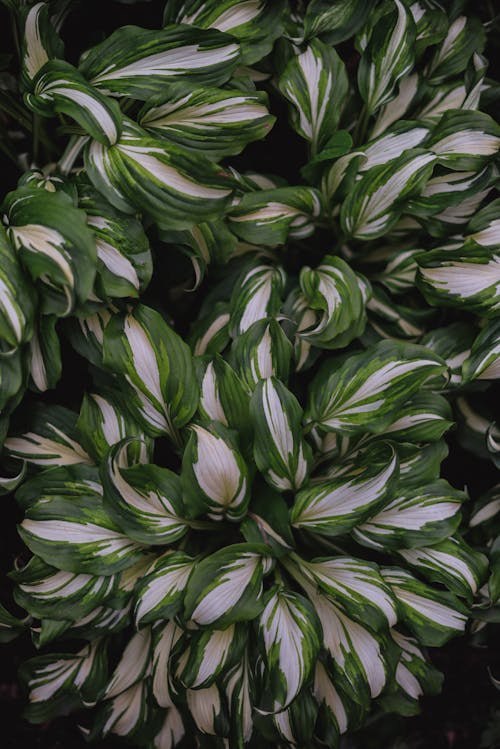 Green and White Leaves in Close-Up Photography
