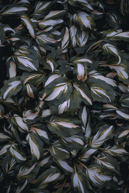 Photograph of Green and White Leaves