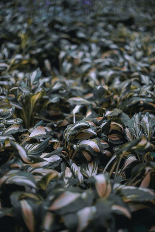 4k 바탕화면, 나뭇잎, 무성한의 무료 스톡 사진