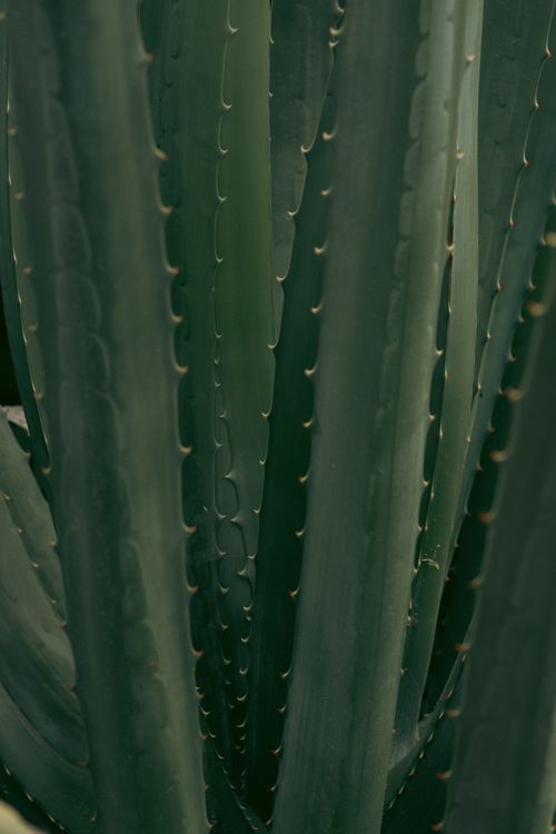 Free Detailed close-up of agave leaves showcasing natural texture and pattern in nature. Stock Photo