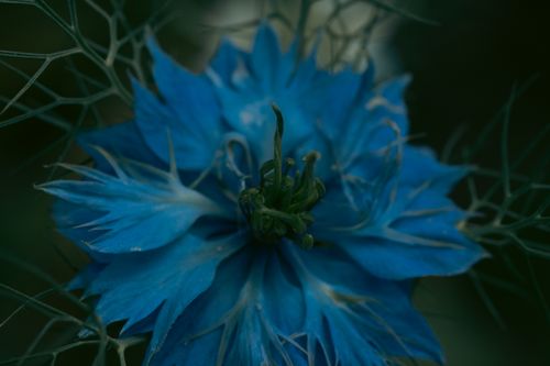 Free Detailed capture of a blue Nigella flower, showcasing its delicate petals against a moody dark background. Stock Photo