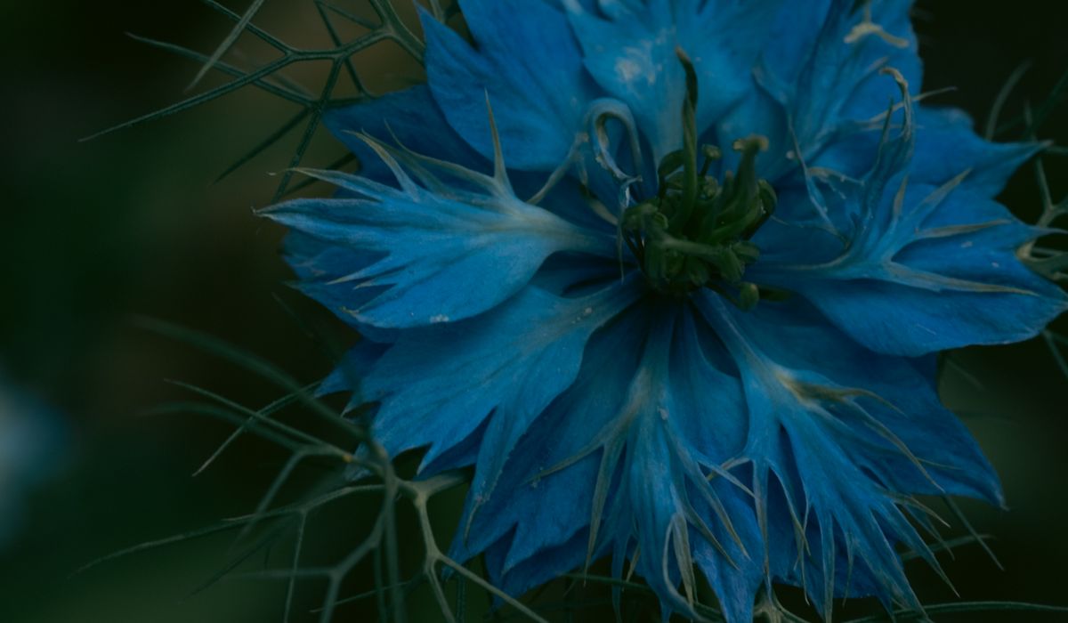 huile de nigelle image 2