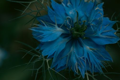Free Detailed macro shot of a vibrant blue Nigella flower, showcasing its unique petals and intricate details. Stock Photo