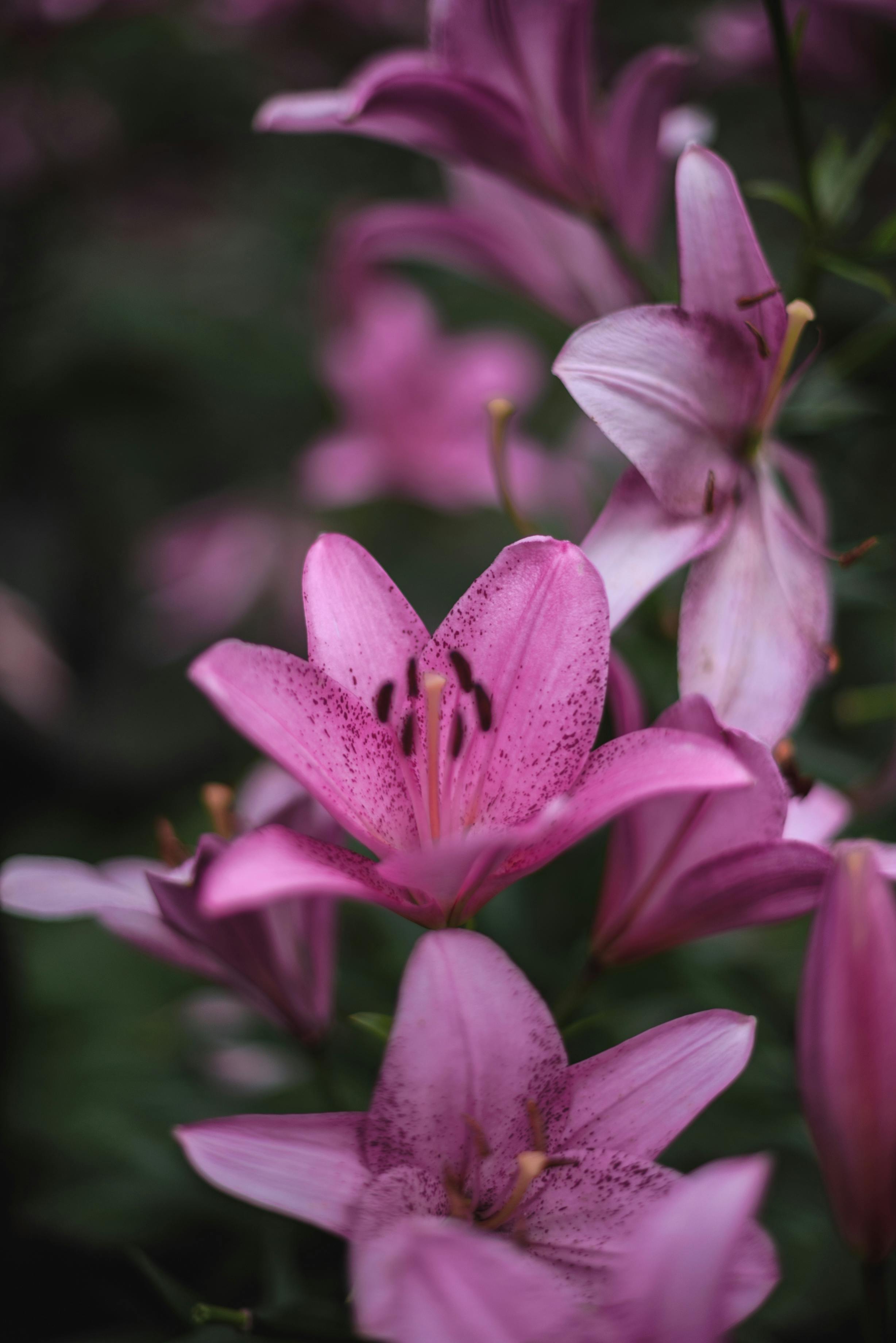 Close-up of vibrant pink lilies blooming in a garden setting, showcasing beauty and delicacy.
