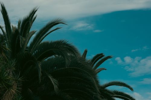Free Silhouette of palm trees with a moody sky. Ideal for nature and travel themes. Stock Photo