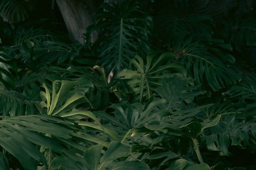A close-up view of lush monstera leaves in moody lighting, showcasing texture and greenery.