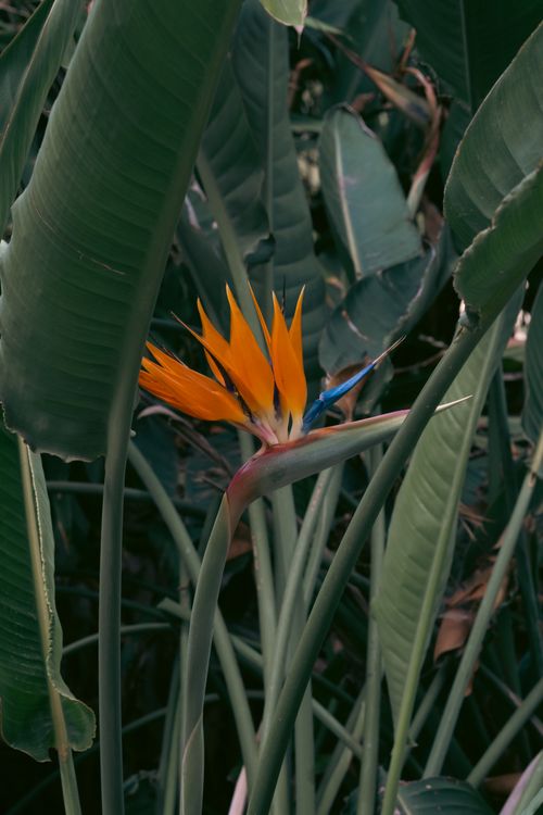 Free Close-up of vibrant Bird of Paradise (Strelitzia reginae) flower surrounded by lush tropical leaves. Stock Photo
