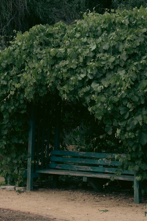 Free Serene park bench under dense ivy, creating a peaceful natural retreat. Stock Photo