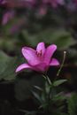 A Pink Lily in Close-Up Photography