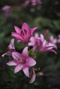 Purple Flower in Tilt Shift Lens