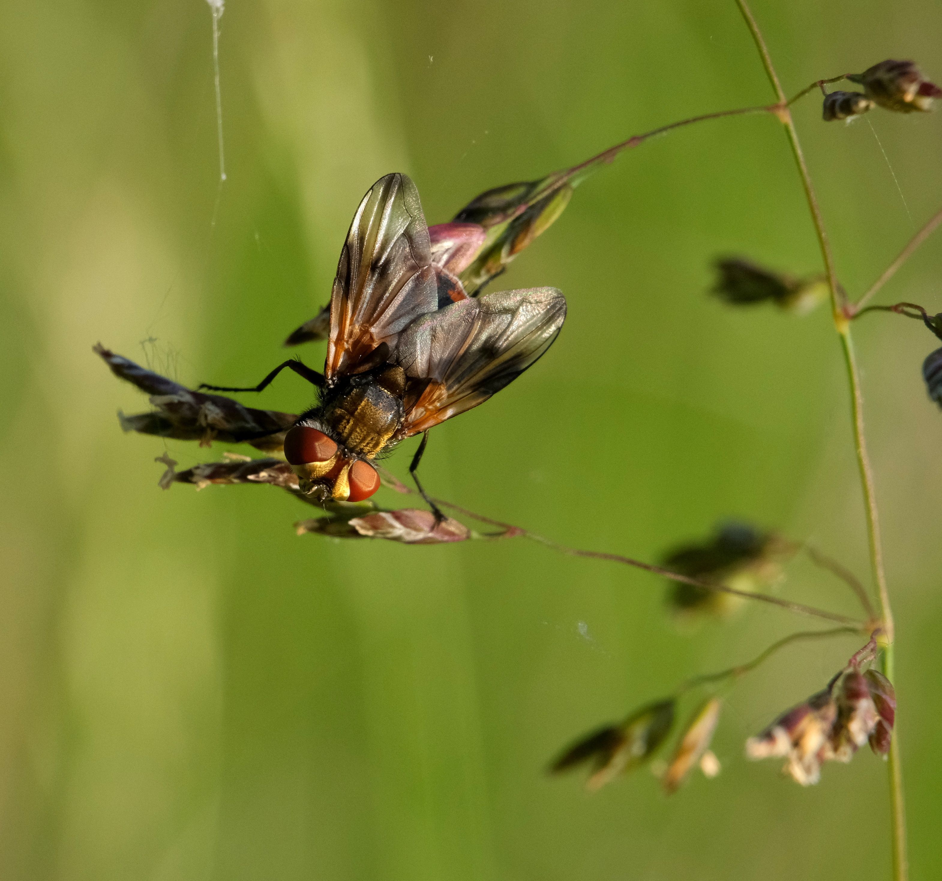 Detailed macro shot of a fly resting on a grass stalk in a natural setting.