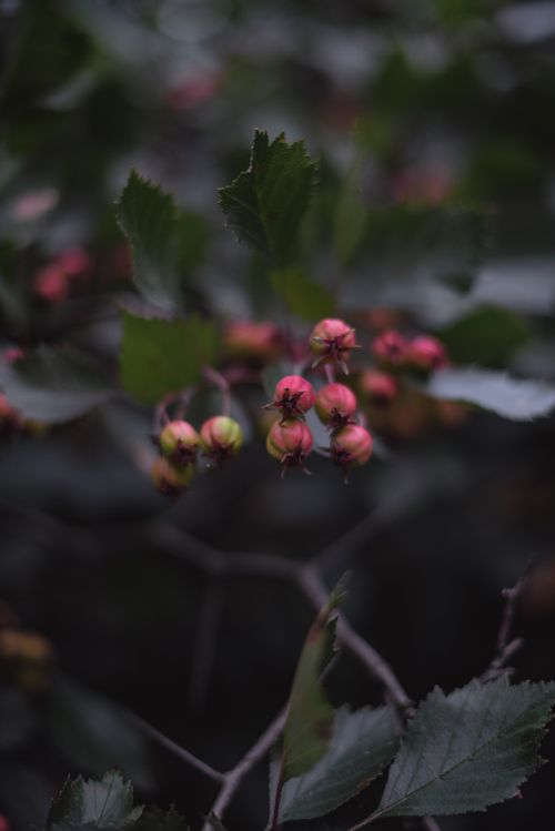Free A detailed shot of red and yellow berries amidst lush green leaves with a blurred background. Stock Photo