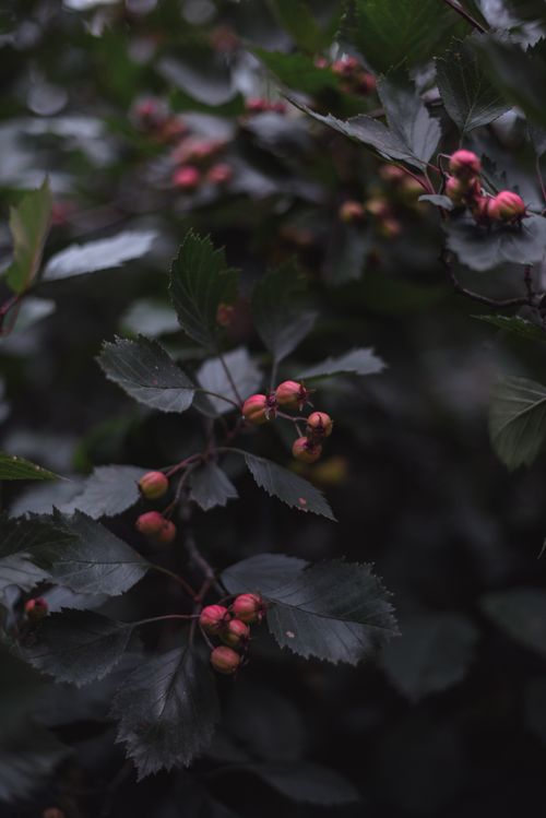 Free Atmospheric close-up of hawthorn berries with rich leaves creating a dark, moody ambiance. Stock Photo