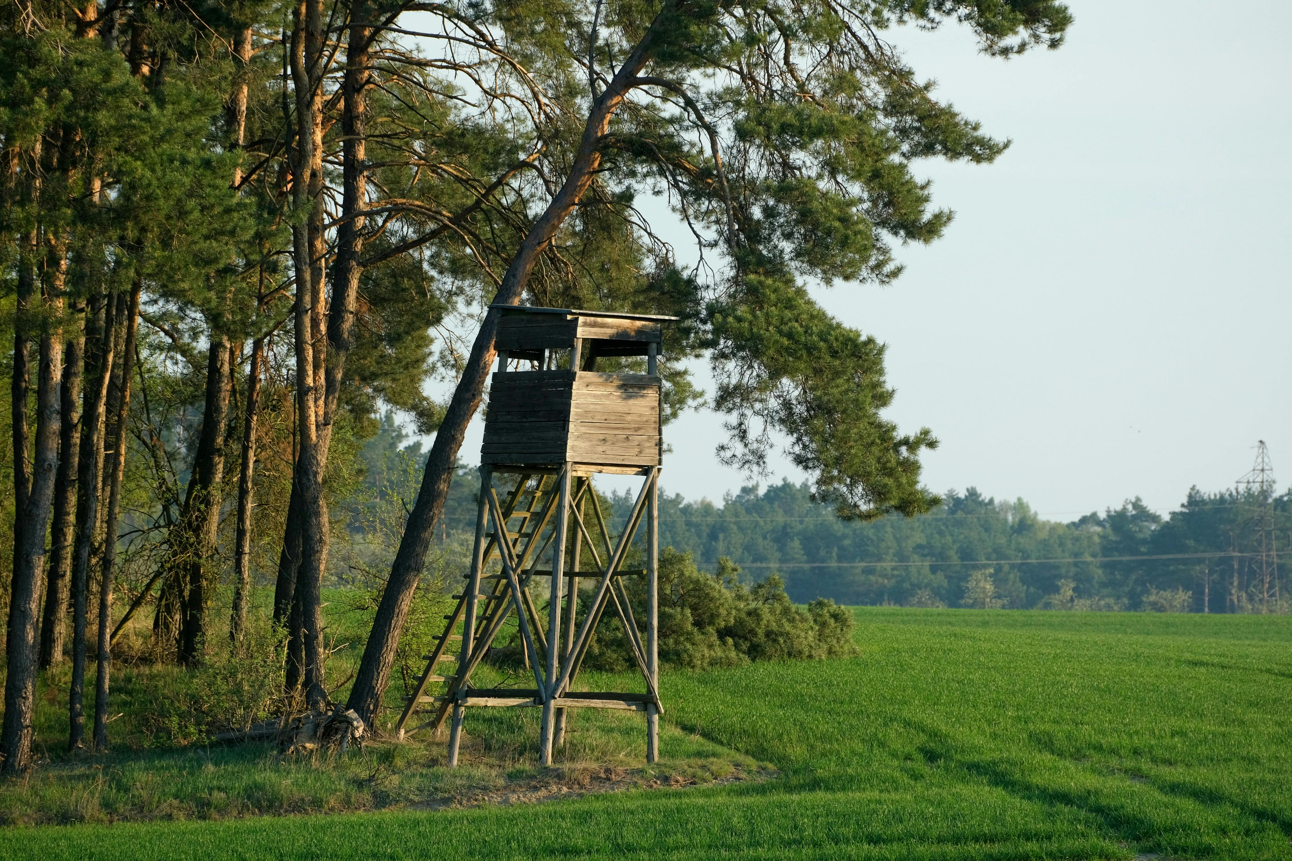 Gratuit Un stand de vânătoare din lemn sub pini, într-un cadru luxuriant de pădure verde, în timpul zilei. Fotografie de stoc