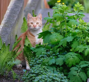 An orange tabby cat sitting amidst lush green garden plants, observing surroundings.