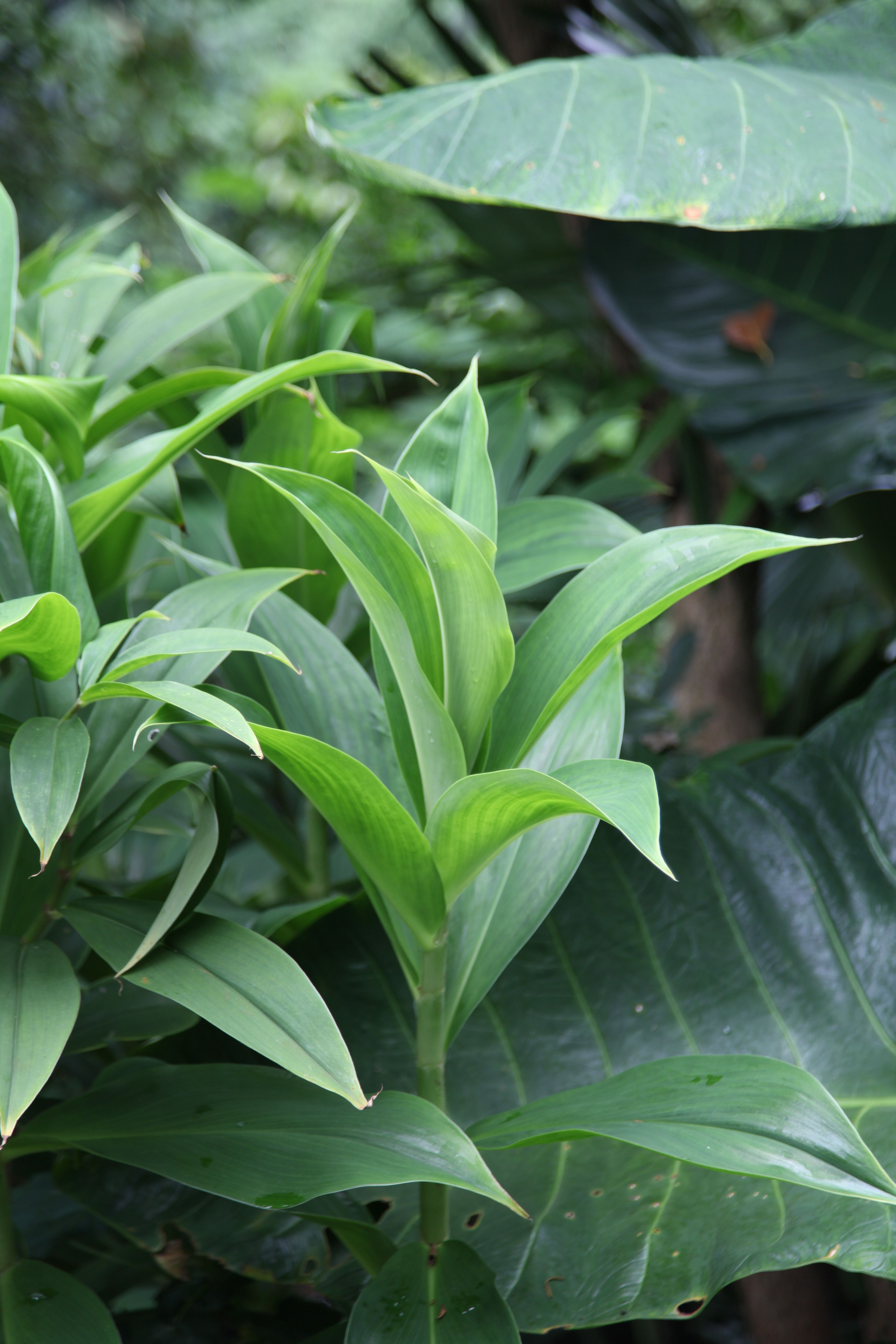 Lush Green Foliage of Tropical Plants · Free Stock Photo