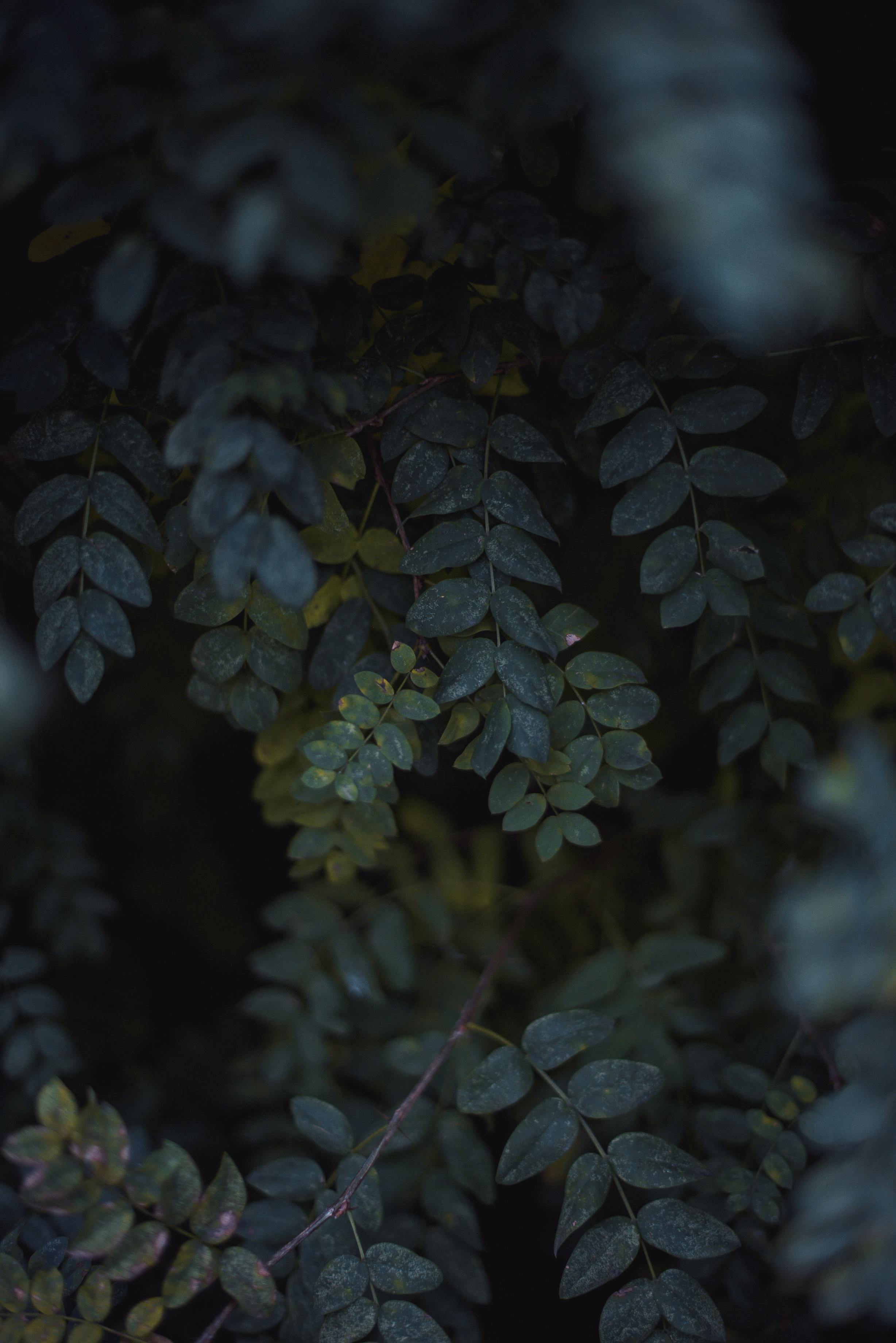 浓密的绿叶创造出以深色树叶为背景的忧郁图像