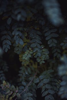 浓密的绿叶创造出以深色树叶为背景的忧郁图像