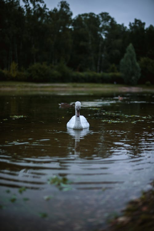 A White Swan on a Lake
