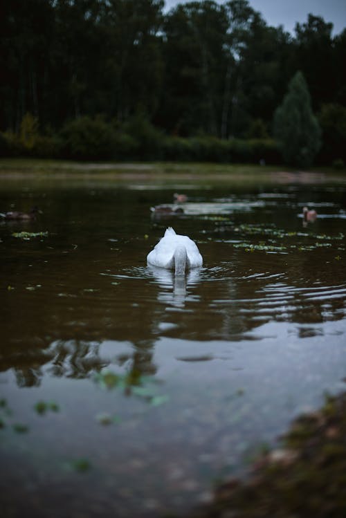 Free Photograph of a White Swan on a Lake  Stock Photo