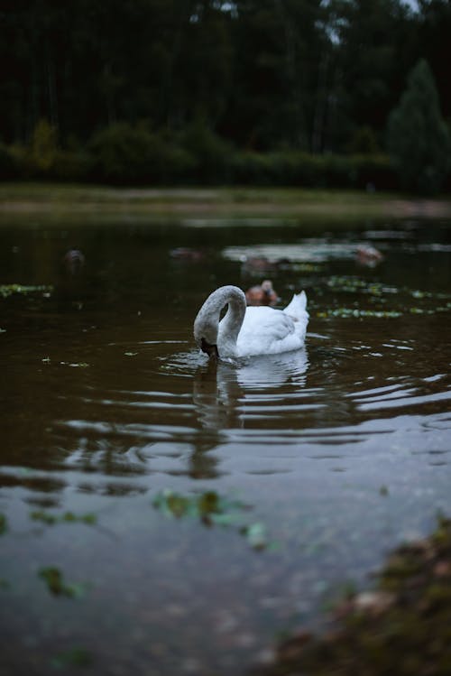 Free Photograph of a Lake with a White Swan Stock Photo