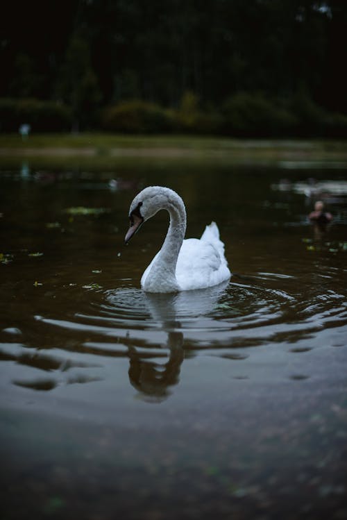 Free White Swan on a Lake Stock Photo
