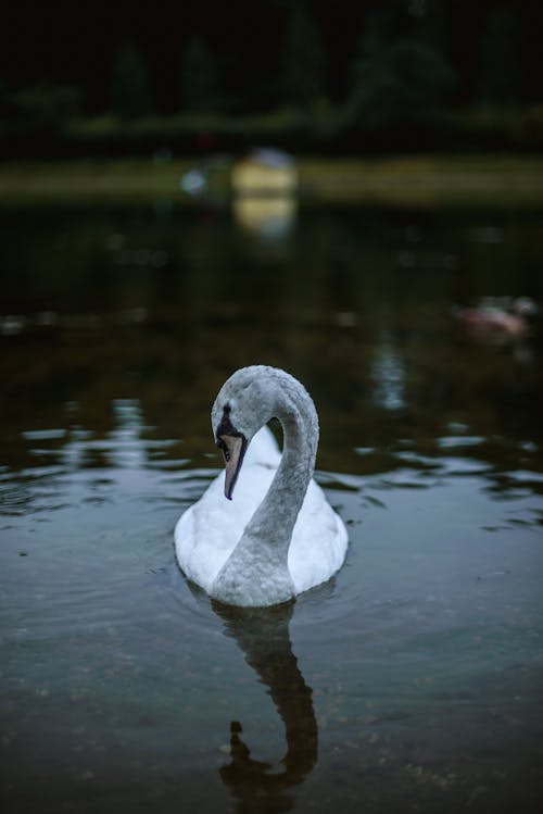 Photograph of a White Swan